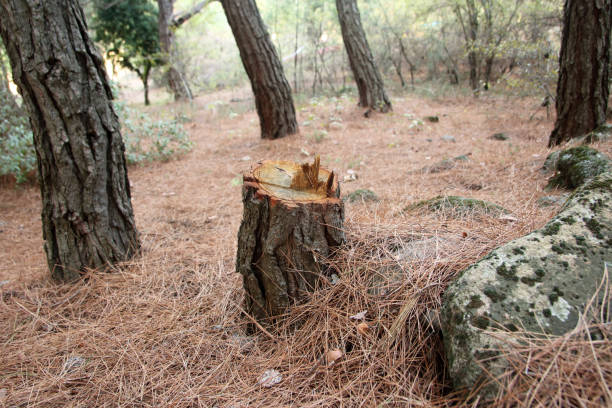 Best Seasonal Cleanup (Spring/Fall)  in Setauket, NY