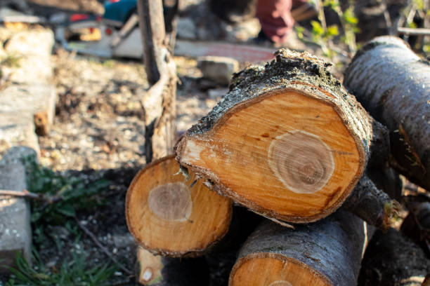 Best Root Management and Removal  in Setauket, NY