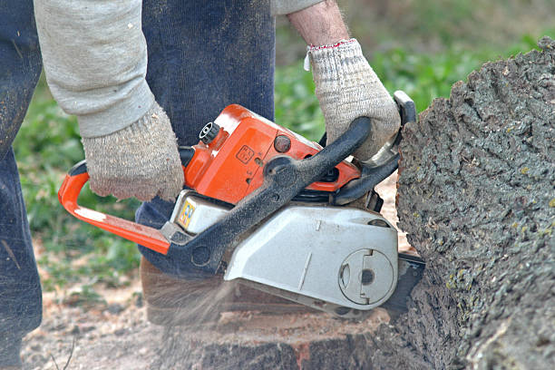 Best Soil Testing and Treatment  in Setauket, NY