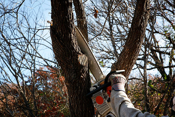 How Our Tree Care Process Works  in  Setauket, NY