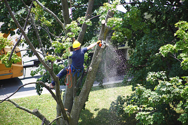 Professional Tree Care in Setauket, NY